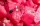 Immagine ravvicinata di alcuni cubetti di anguria matura e intensamente rossa, con semi in evidenza. 