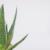 Aloe Vera: benefici a 360°
